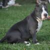 American Bully Puppies 5 months old