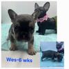 French Bulldog Puppy Male Blue Tan Point
