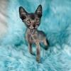 Wolf cat - Lykoi kittens 