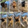 Stella’s pups