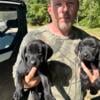 AKC Registered Labrador Puppies For Sale