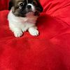 SHIH TZU PUPPIES FOR SALE IN MARYLAND