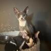 CFA registered Devon Rex kittens