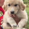 AKC Golden Retriever/Great Pyrenees Cross