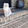 Scottish fold cat