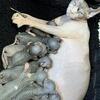 Female Sphynx Elf  Proven Eye Gene dominant blue eyes