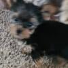 Female Teacup Yorkie and Male