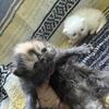 Exotic shorthair kittens.