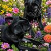 Blk pug puppy, brindle pug puppy.