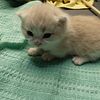 Only 1 Kitten Left! Cream Standard (short legs) Male