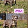 1 year old pup
