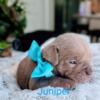 Juniper - Chocolate Fawn - Male - Olde English Bulldogge Puppy