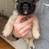 8week old frenchie pups