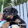 🐾🖤💛Rottweiler puppy ready to go🖤💛🐾