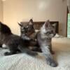 Maine Coon Kittens (male/female)