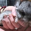 Chinchilla