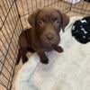 Chocolate Labrador Retriever