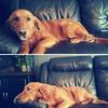 4 year old golden retriever