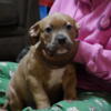 $500 American Bully Puppies