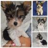 11 week old AKC Parti Yorkies puppies looking for new homes