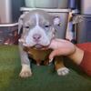 American bully pups