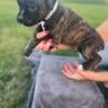 Male boxer brindle gray collar