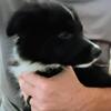 Border Collie Puppies Seeking Good Homes
