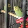 Looking for great homes for nice budgies/parakeets.