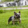 Blue merle french bulldog STUD ONLY