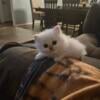 Beautiful dollface chinchilla persian kittens