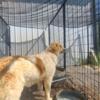 Great Pyrenees/Bernese Mountain Dog - 8 month old girl