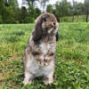 Holland lop bunnies Olive Hill KY