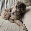 Goldendoodle puppy - female 8 weeks