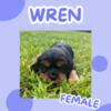 AKC Cavalier King Charles Spaniel Puppies