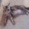 European maine coon silver female