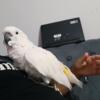 Female umbrella cockatoo