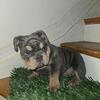 ENGLISH BULLDOG puppy