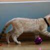 Snow Lynx Bengal Kittens