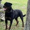 AKC ROTTWEILER 