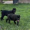 Cane Corso Puppies