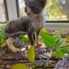 Little Guy the Devon Rex