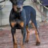 AKC Doberman puppies