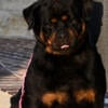 Outstanding Female Rottweiler