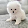 Pomeranian puppies