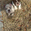 American bully puppy 