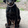Doberman puppies 
