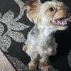 1yr CKC Male Yorkie