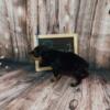 AKC Rottweiler puppies