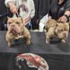 Male 2yr old pocket American Bully (can be registered with UKC)