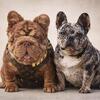 AKC FRENCH BULLDOG PUPPIES
